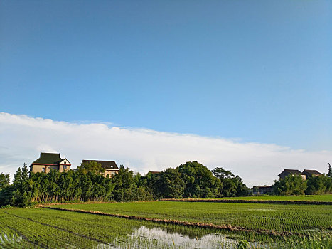 水乡稻田,田园风光,夏日乡村