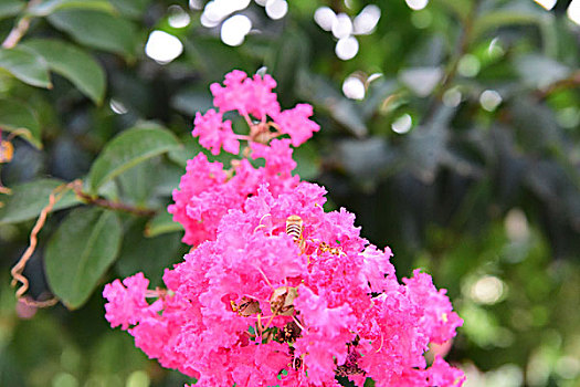 紫薇花花朵