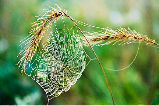 蜘蛛网,草地,德克萨斯,美国