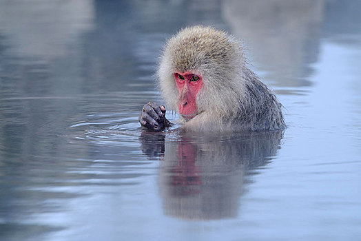 日本猕猴,雪猴,沐浴,温泉,反射,长野,日本,亚洲