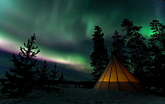 光亮,圆锥形帐篷,北方,极光,北极光,绿色,粉色,紫色,靠近,育空地区,加拿大