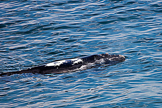 南露脊鲸,靠近,南非