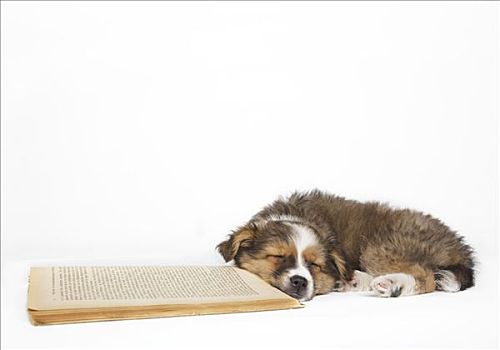 睡觉,小狗,书本