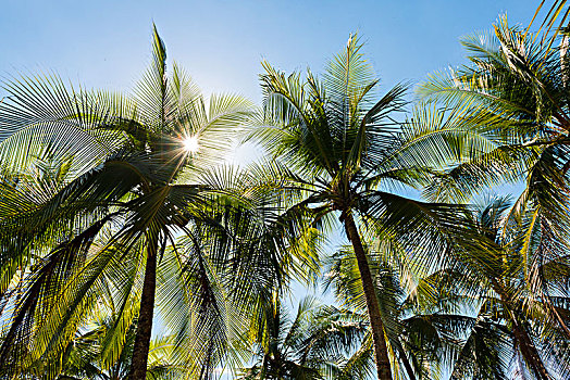 太阳,棕榈树,哥斯达黎加,中美洲