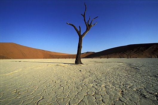 枯木,死亡谷,纳米比诺克陆夫国家公园,纳米比亚