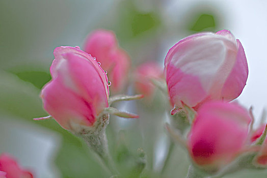 花蕾,苹果,苹果树