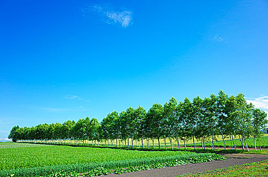 北海道,夏天