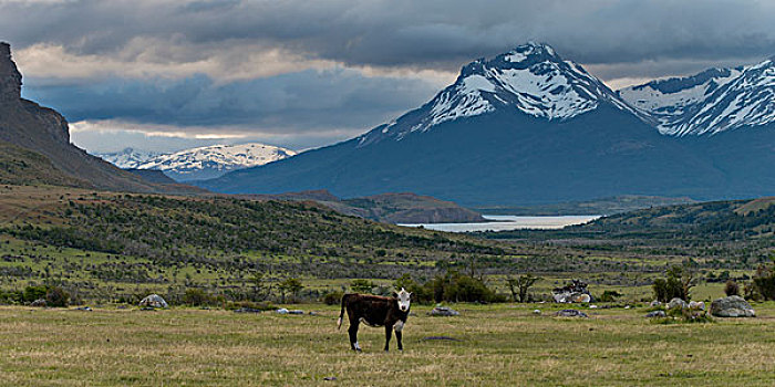 母牛,擦伤,地点,巴塔哥尼亚,智利