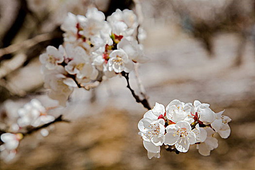 白色杏花