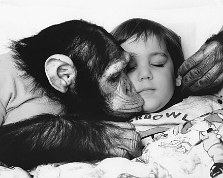 黑猩猩,吻,孩子,英格兰,英国