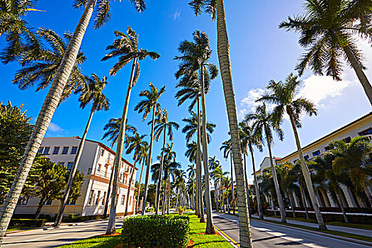 棕榈海滩,皇家,棕榈树,入口,佛罗里达,美国,排列
