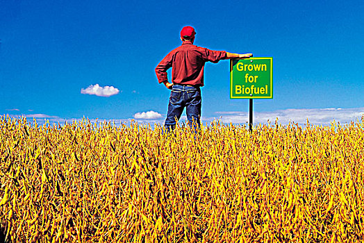 农民,上方,成熟,生物燃料,靠近,曼尼托巴,加拿大