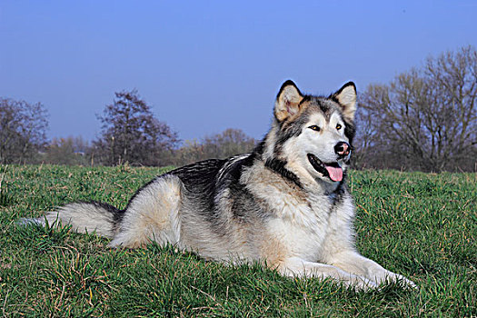 阿拉斯加雪橇犬,躺着,草地