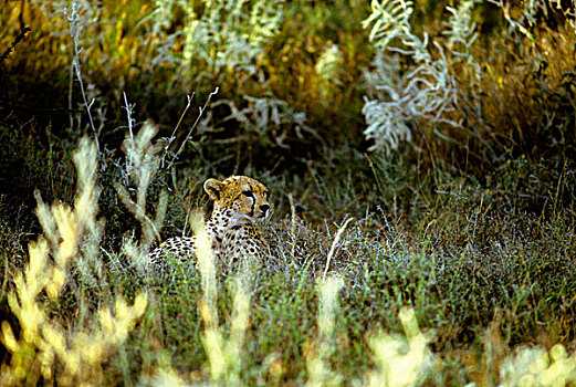 肯尼亚,印度豹,猎豹,卧,草丛