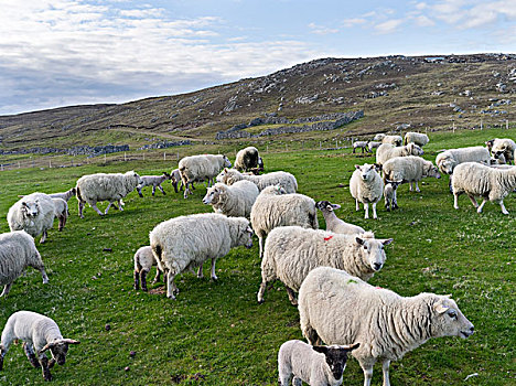 设得兰群岛,绵羊,传统,北方,岛,苏格兰,大幅,尺寸