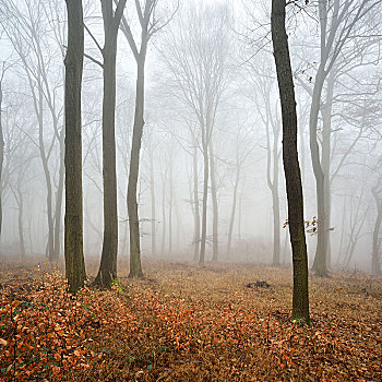 树林,冬天,无叶,树,浓厚,雾,靠近,萨克森安哈尔特,德国