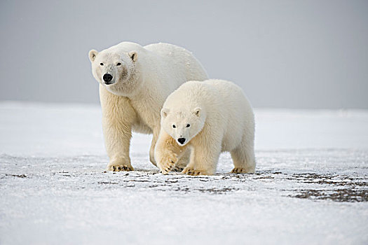 北极熊,母熊,2岁,幼兽,走,冰冻,向上,区域,北极圈,国家野生动植物保护区,北极,阿拉斯加,秋天