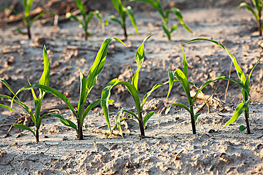 玉米,幼苗,5-6岁,叶子,陆地,耕种,英格兰,阿肯色州,美国