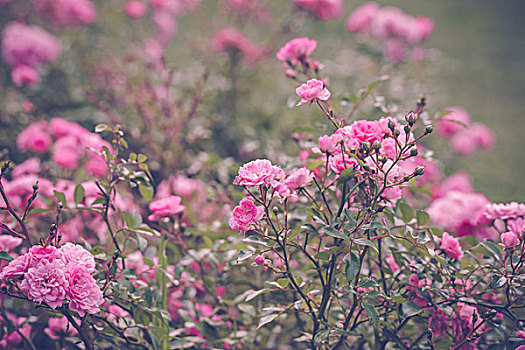 浪漫,粉色,玫瑰,花园,夏天