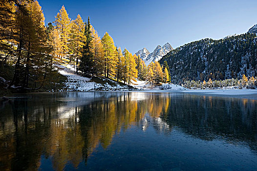 湖,秋天,落叶松属植物,雪,瑞士,欧洲