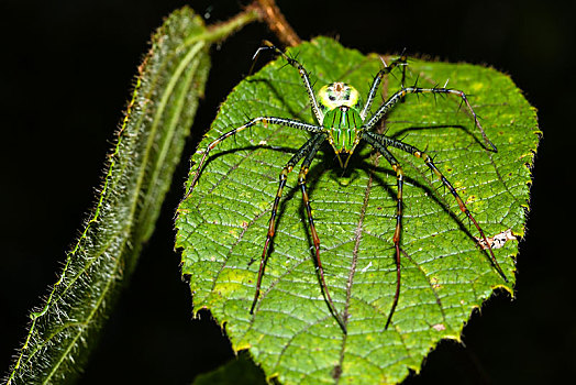 猞猁,蜘蛛,潜伏,叶子,国家公园,马达加斯加,非洲