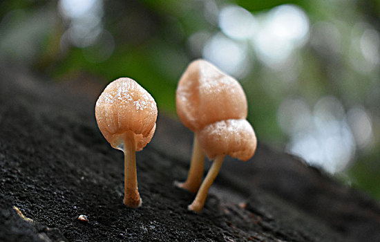 雨季