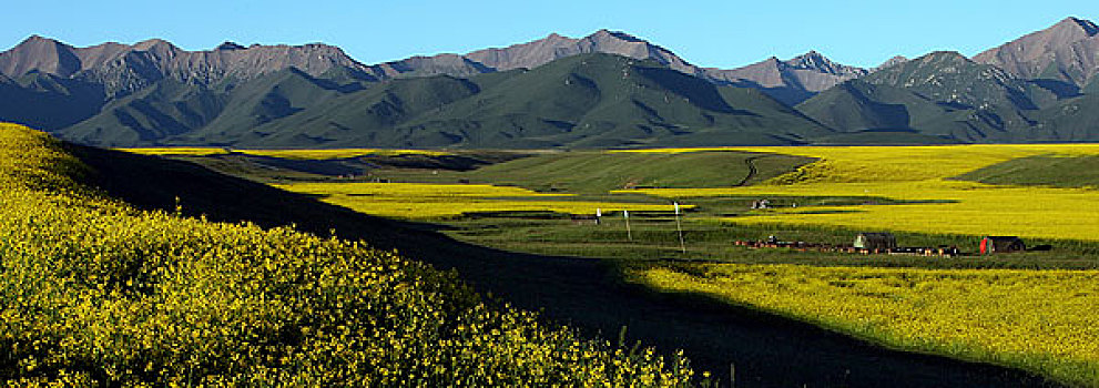 甘肃张掖山丹军马场夏季的风景