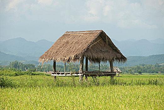 简单,小屋,绿色,稻田,竹子,省,北方,老挝,东南亚,亚洲