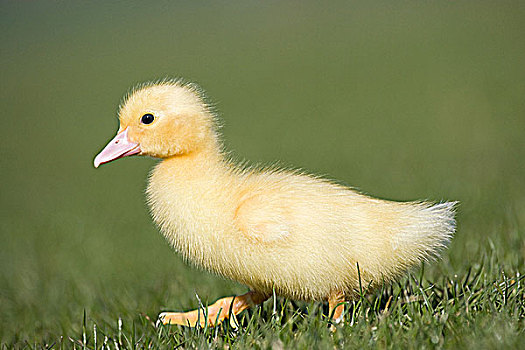一个,小鸭子,草地