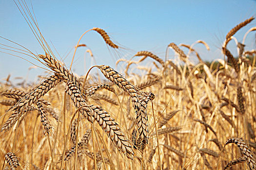 清淡,小麦,穗,土地