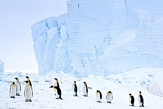 南极,帝企鹅,走