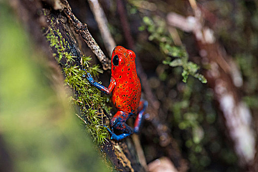 草莓,青蛙,草莓箭毒蛙,哥斯达黎加,中美洲