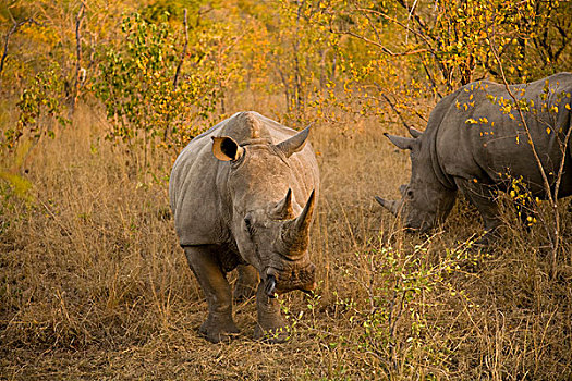 白犀牛,狩猎小屋,南非