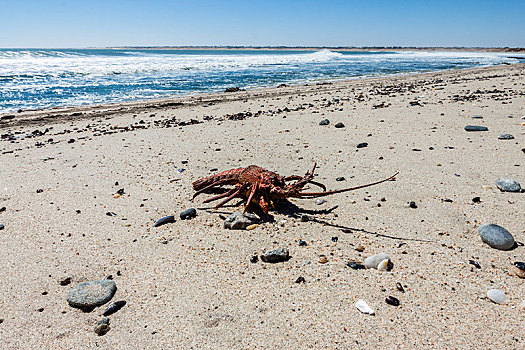 死,龙虾,海滩,湾,纳米比亚,非洲