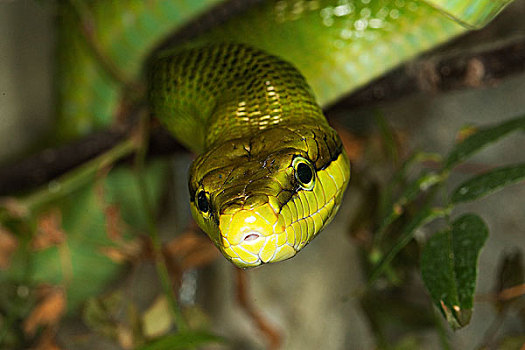红尾的,绿色,蛇