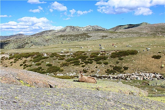 绵羊,欧洲盘羊,一只,动物,站立,草,山,西班牙
