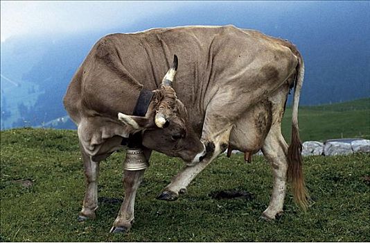 母牛,高山牧场,牛铃,牛,宠物,哺乳动物,山峦,山,奥地利,欧洲,动物