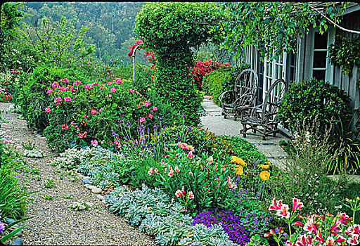 后院,种植,六出花属,拟石莲花属,熏衣草,天竺葵