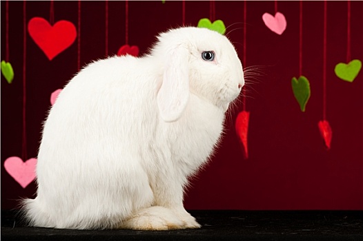 兔子,情人节