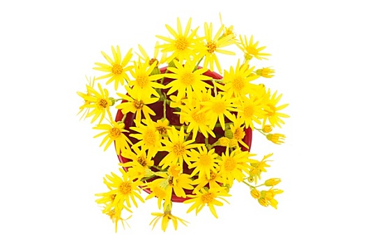 黄色,野花