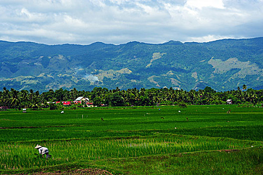 indonesia,sumatra,banda,aceh,farmers,working,in,the,green,ricefield