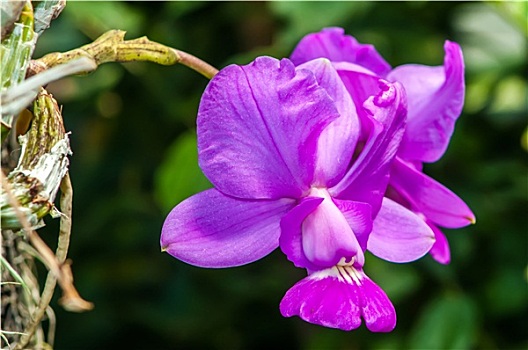 漂亮,紫色,兰花,蝴蝶兰属