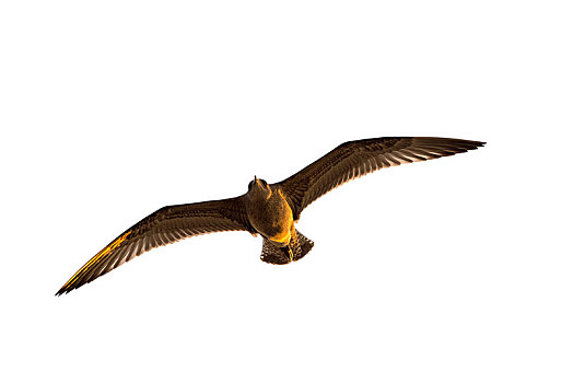 小黑背鸥,幼小,羽毛,雏鸟,飞行,乌瑟多姆岛,梅克伦堡前波莫瑞州,德国,欧洲