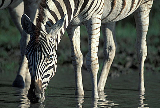 南非,阿多大象国家公园,平原斑马,斑马,靠近,水潭