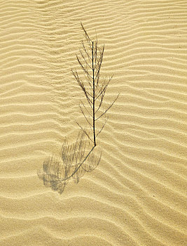 沙中一支草