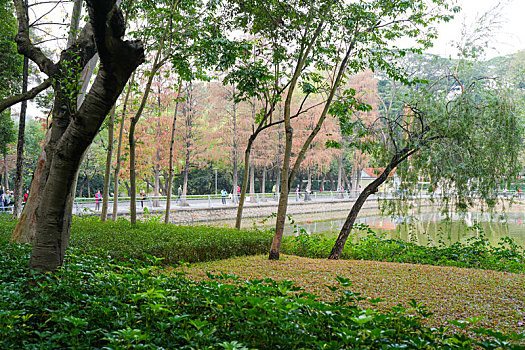 羊城广州冬天雨后的早晨晨雾与阳光