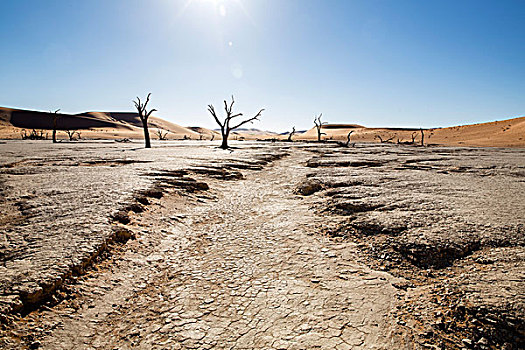 干枯,土,枯木,死亡谷,索苏维来地区,纳米比亚,非洲