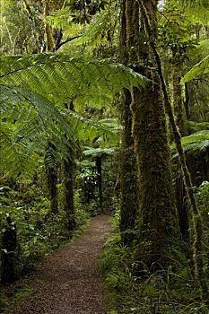 小路,雨林,卡胡朗吉国家公园,西海岸,南岛,新西兰