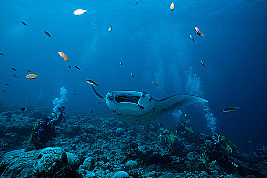 水中呼吸器,潜水,看,光线,嘴,张嘴,阿里环礁,马尔代夫,印度洋,亚洲
