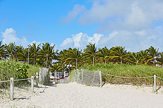 迈阿密海滩,入口,棕榈树,佛罗里达,美国